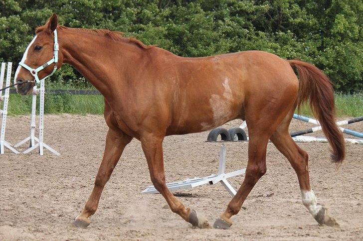 Dansk Varmblod Atlet  - Foto: Jeanni Nielsen  billede 12