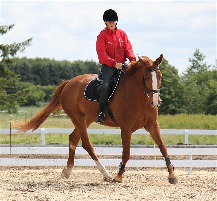 Dansk Varmblod Atlet  - Foto: Jeanni Nielsen  billede 13