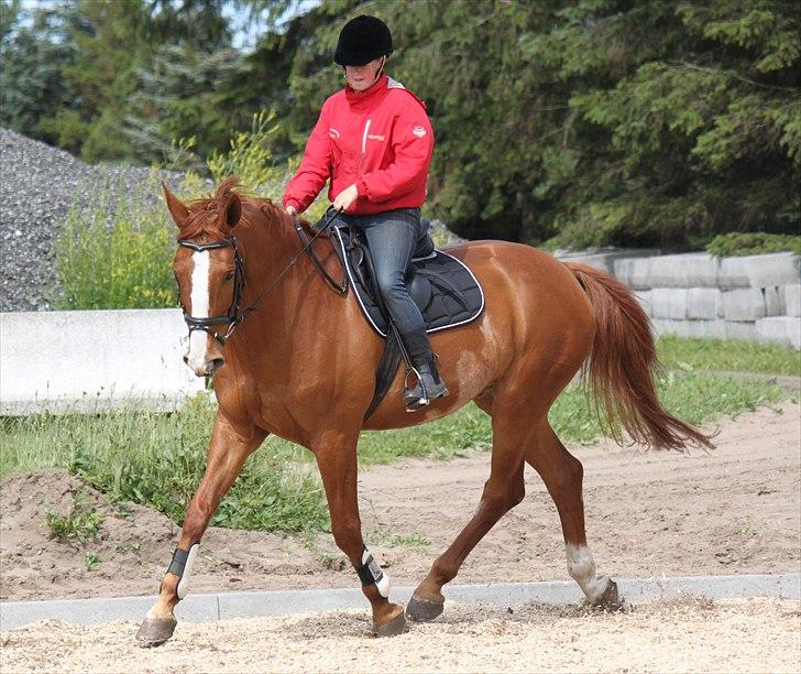 Dansk Varmblod Atlet  - Foto: Jeanni Nielsen  billede 14