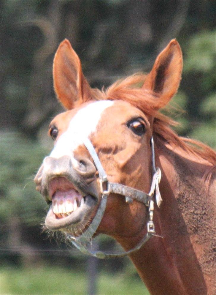 Dansk Varmblod Atlet  - Foto: Nanna Busk billede 15