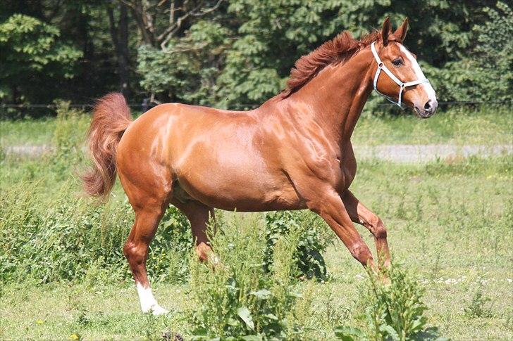 Dansk Varmblod Atlet  - Foto: Nanna Busk billede 2