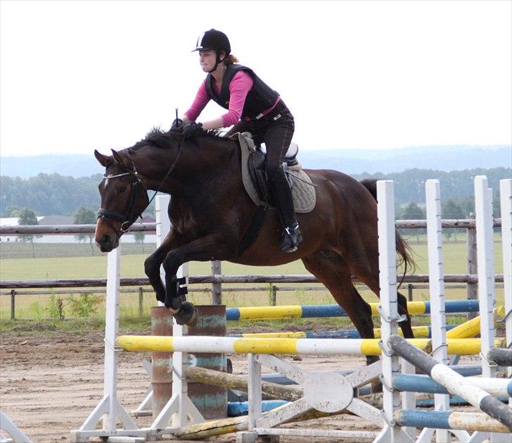 Dansk Varmblod Expense Tagegaard - 2 gang vi springer hos Krappe. 
Foto: Line 'Maria' Hansen billede 6