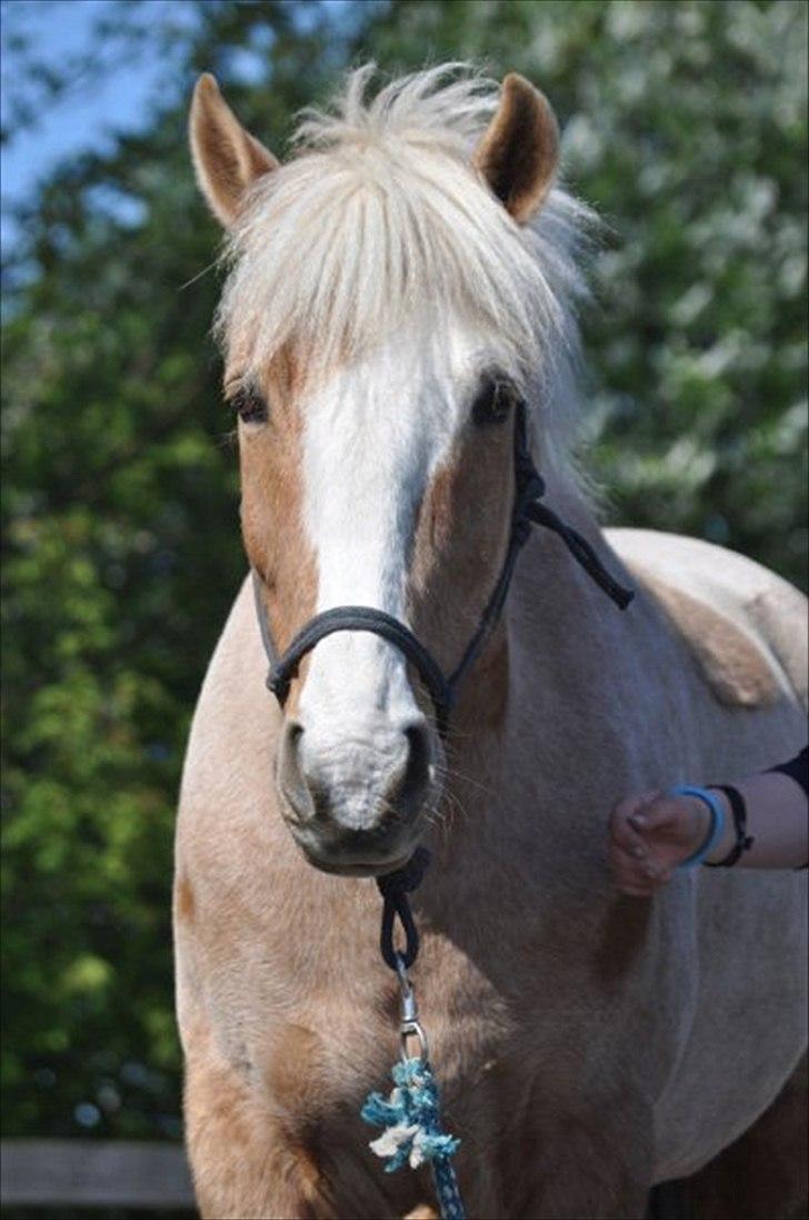 Anden særlig race Pablo - Basse <3 billede 15