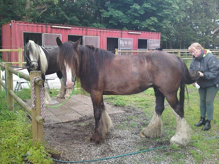 Tinker Michele (Mulle) billede 1