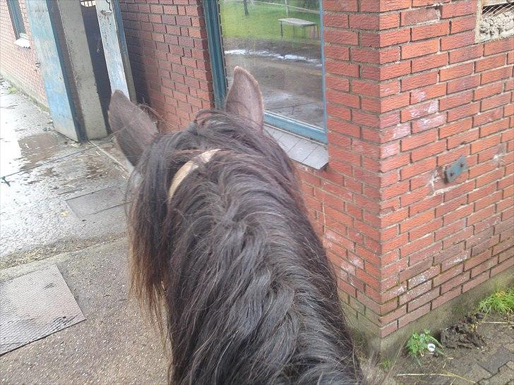 Tinker Michele (Mulle) billede 3