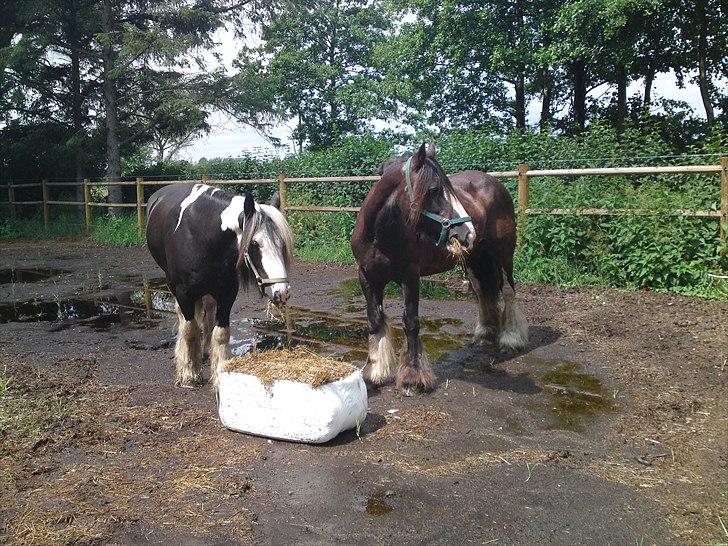 Tinker Michele (Mulle) billede 4