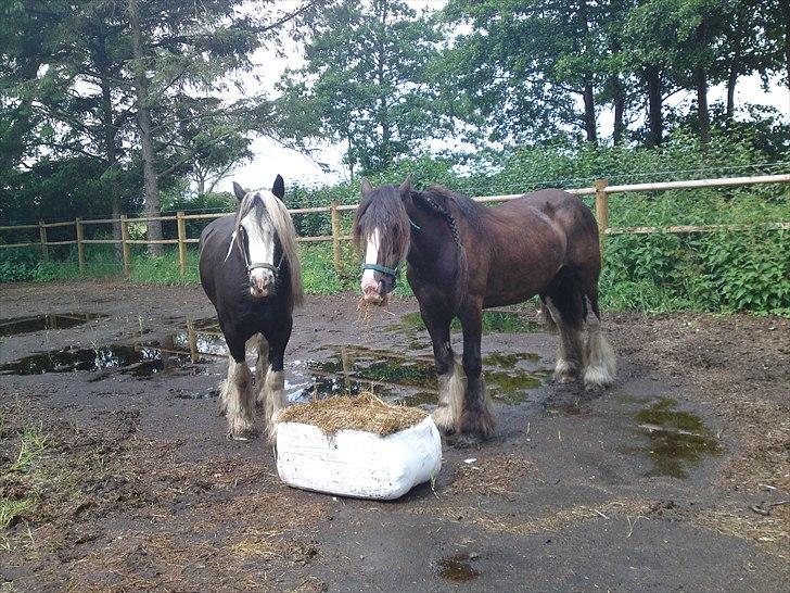 Tinker Michele (Mulle) billede 5