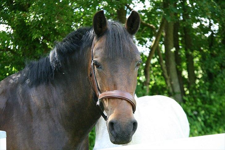 Anden særlig race Vestergaardens Malou billede 3