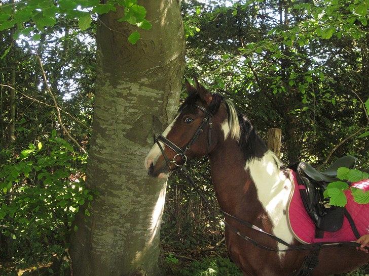 Anden særlig race Johana - ude på tur i det fri billede 8