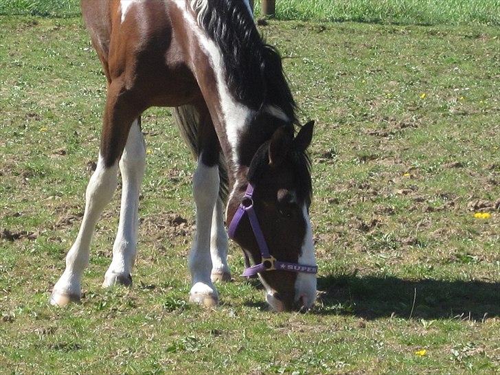 Anden særlig race Johana - tøzzen på fold billede 11