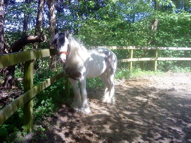 Irish Cob             Billy the kid - Fordi du er så lækker! billede 14