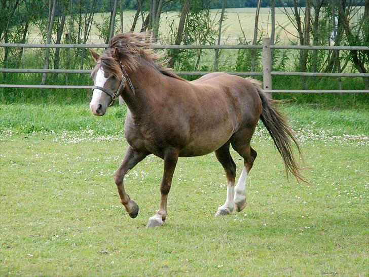 Welsh Mountain (sec A) Coverland Farah billede 13