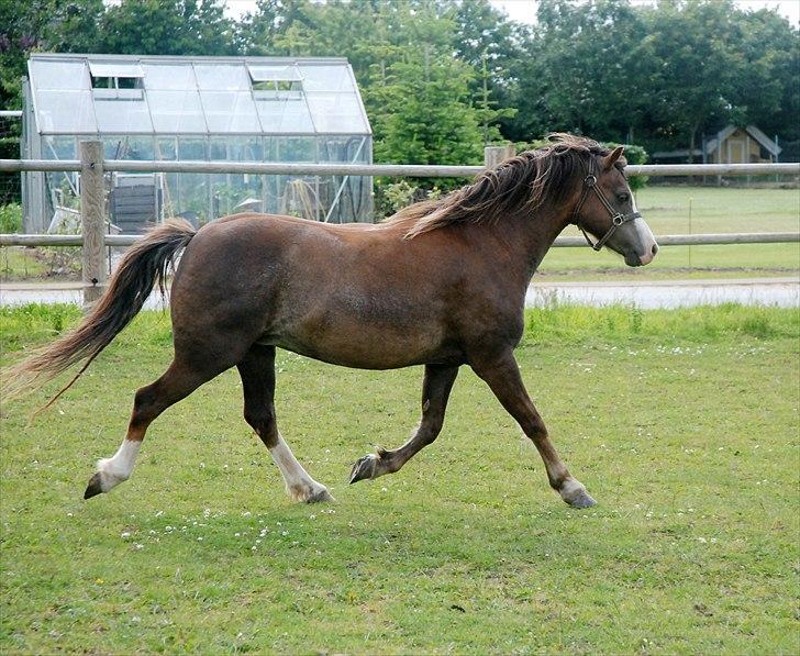 Welsh Mountain (sec A) Coverland Farah billede 2
