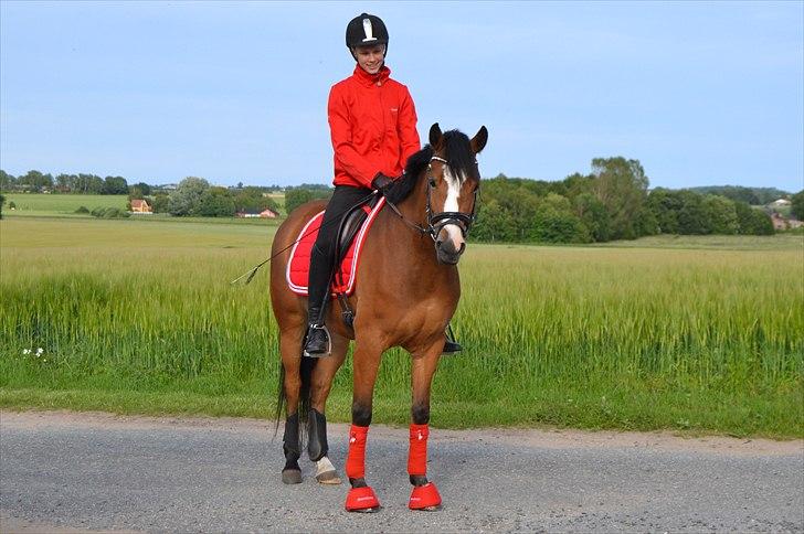 DSP Skovly's Mendoza-Brown ¤Prinsessen¤ - Min gude (s)kønne pony ! Mester fotograf: Mor  billede 10