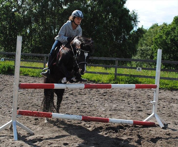 Dartmoor Torontos Rambo  - springtræning :D 90 cm billede 1