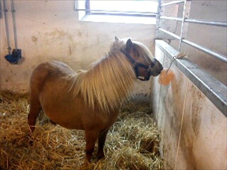 Shetlænder Misty billede 1