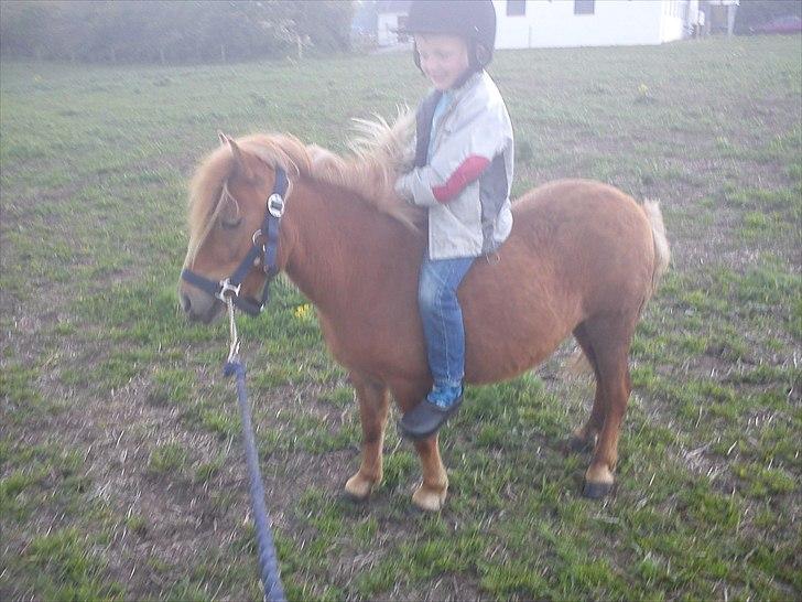 Shetlænder Misty billede 2