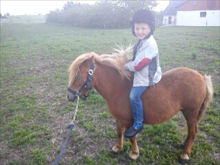 Shetlænder Misty billede 3