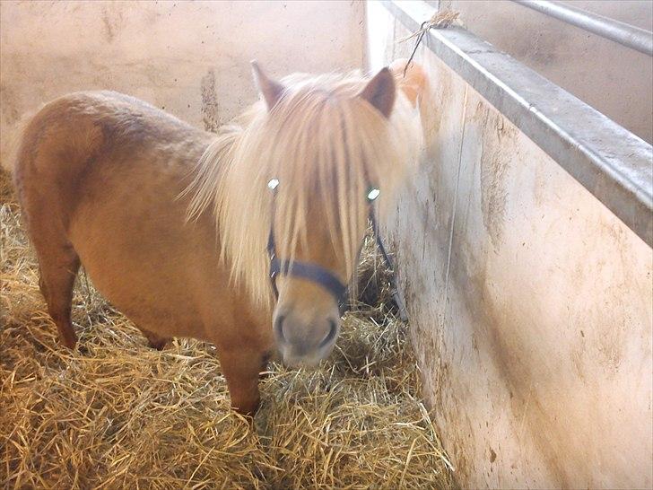 Shetlænder Misty billede 5