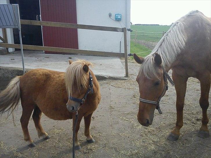 Shetlænder Misty billede 6