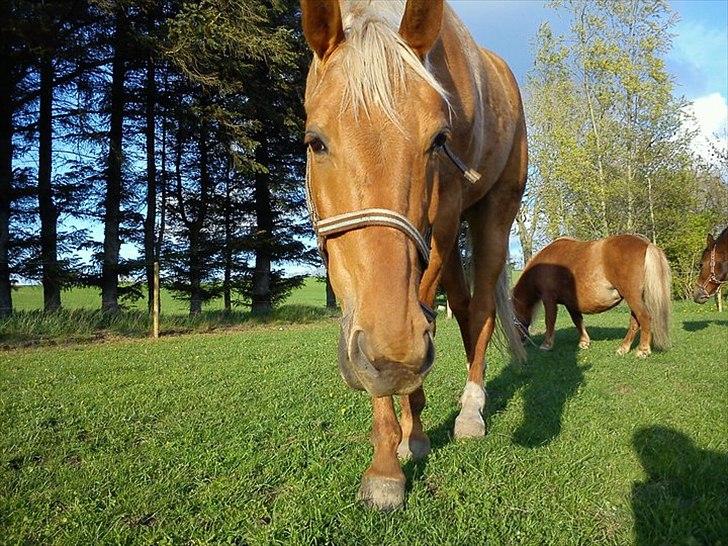 Shetlænder Misty billede 7