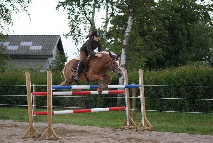 Haflinger Katarina *bronze vinder ved haflinger DM 2016* - Springer 135 cm
-vi tog den fejlfri to gange :D
-d.25-6-2011 billede 3