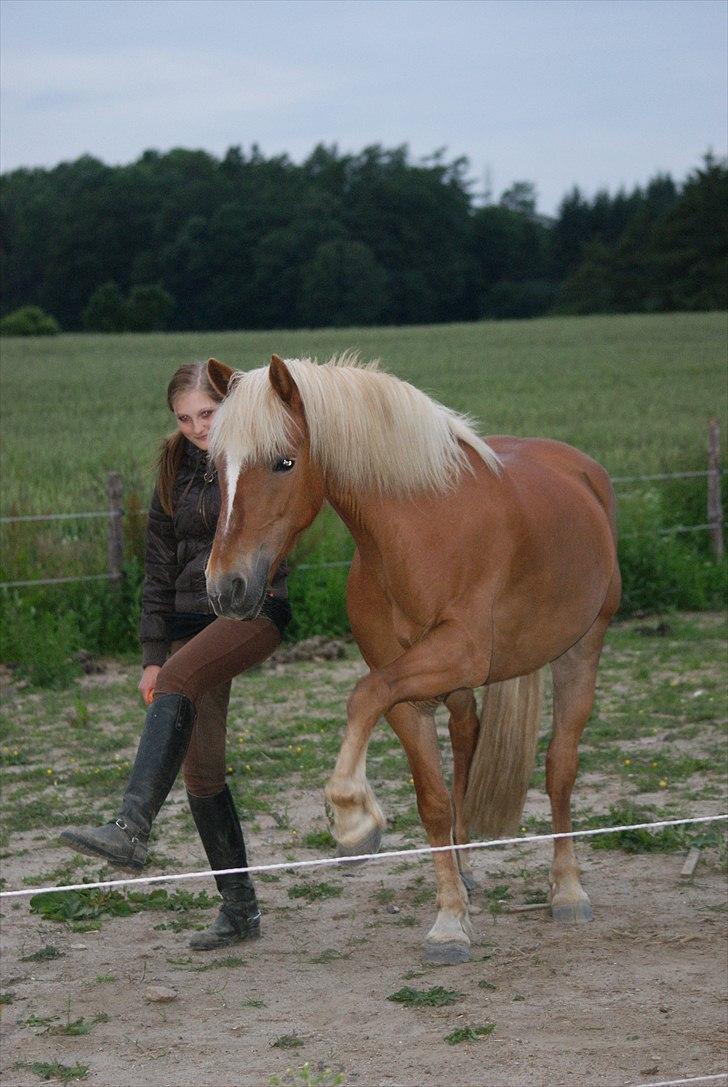 Haflinger Katarina *bronze vinder ved haflinger DM 2016* - Tricks med Katarina d.25-6-2011 billede 4