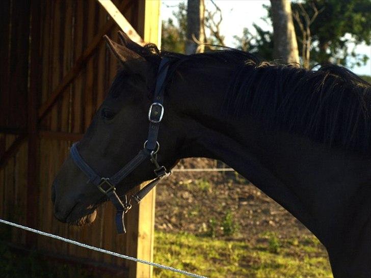 Dansk Varmblod Elmegaards Sting-Princess - Princess d. 25/6 2011 - Foto: Emma W. Jørgensen billede 5