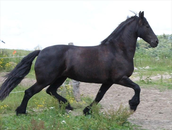 Frieser Linda A billede 4