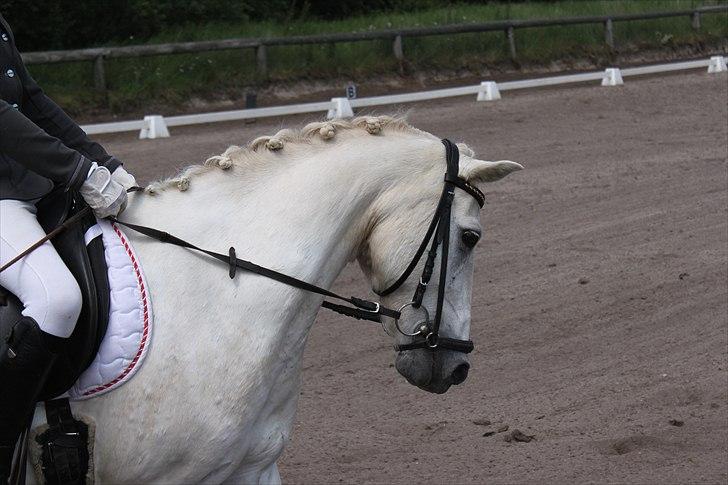 Anden særlig race .» Silver. - HALVPENSION! - Silver♥ billede 18