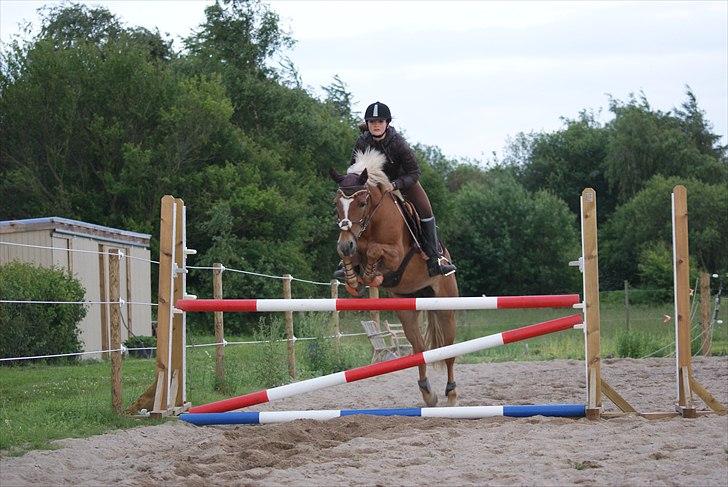 Haflinger Katarina *bronze vinder ved haflinger DM 2016* - Springer 1m
-d.25-6-2011 billede 6