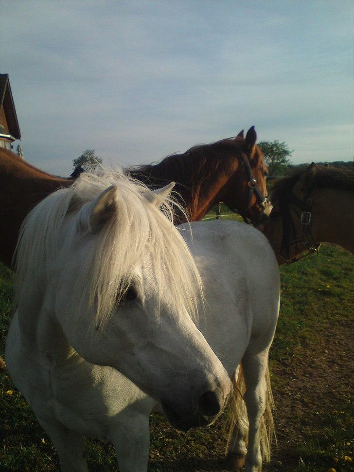 Welsh Pony (sec B) *Buller<3* UDLÅNT I 9 MÅNERDER Elsket og savnet<33 billede 1