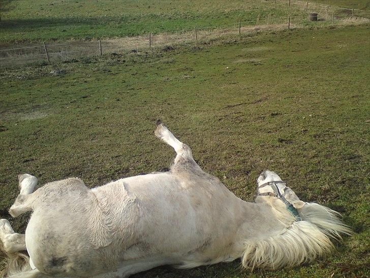 Welsh Pony (sec B) *Buller<3* UDLÅNT I 9 MÅNERDER Elsket og savnet<33 billede 2