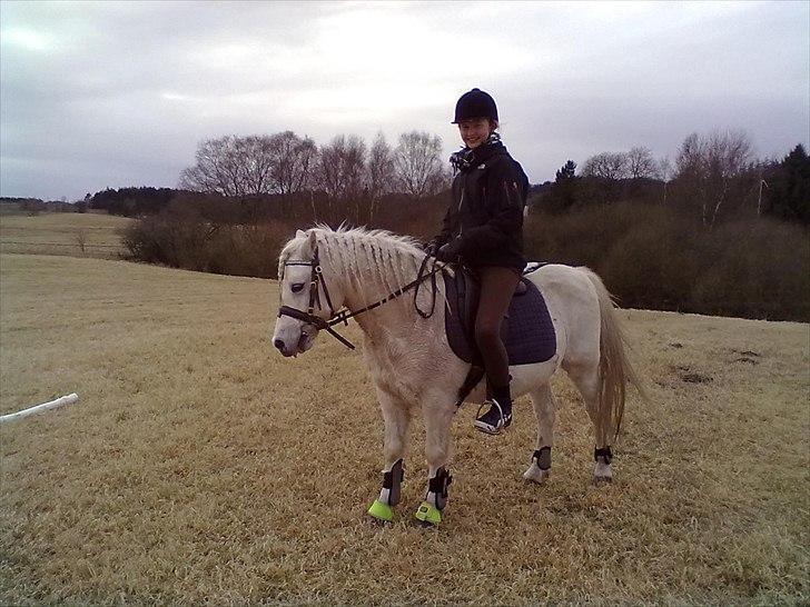 Welsh Pony (sec B) *Buller<3* UDLÅNT I 9 MÅNERDER Elsket og savnet<33 billede 4