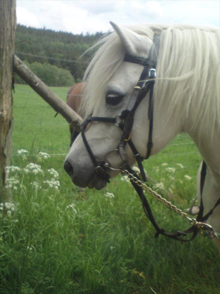 Welsh Pony (sec B) *Buller<3* UDLÅNT I 9 MÅNERDER Elsket og savnet<33 billede 5