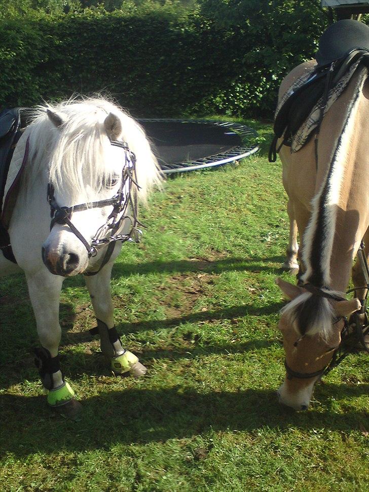 Welsh Pony (sec B) *Buller<3* UDLÅNT I 9 MÅNERDER Elsket og savnet<33 billede 6