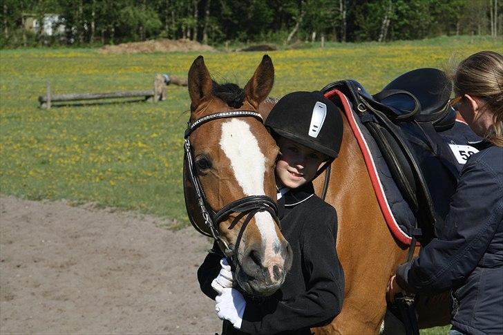 Tysk Sportspony Kong Arthur [Kongen<3] - "Jeg elsker også dig Nina!" billede 4