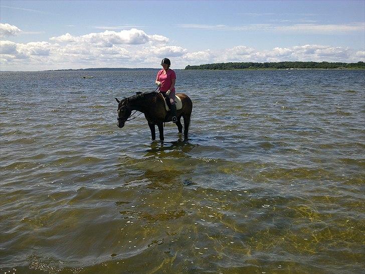 Anden særlig race  flik flak billede 12