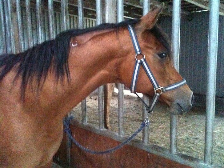 Arabisk fuldblod (OX) Aminhe billede 1