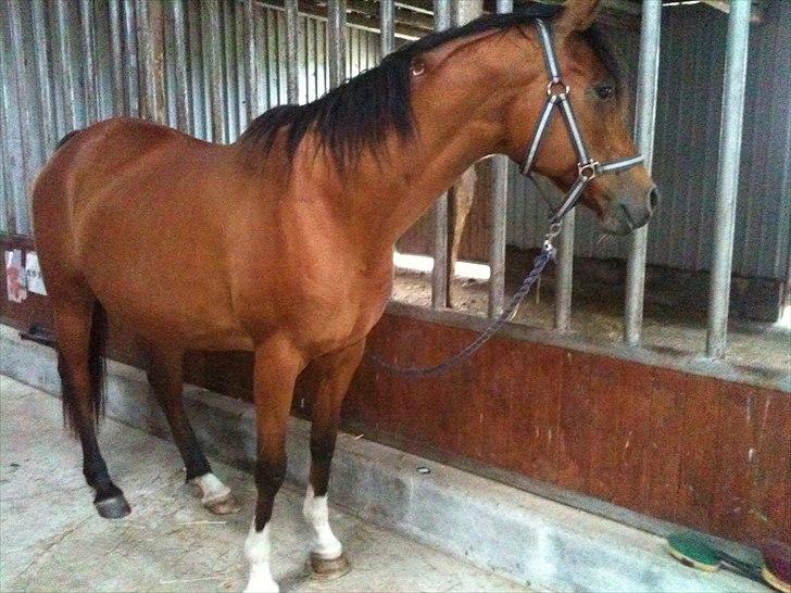 Arabisk fuldblod (OX) Aminhe billede 2