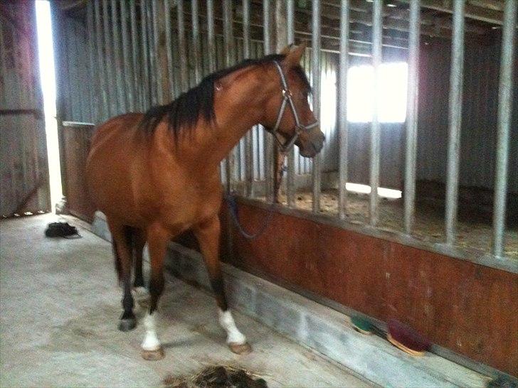 Arabisk fuldblod (OX) Aminhe billede 3