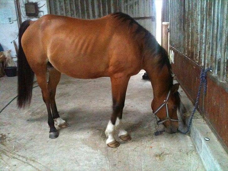 Arabisk fuldblod (OX) Aminhe billede 4