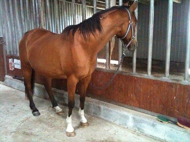 Arabisk fuldblod (OX) Aminhe billede 5