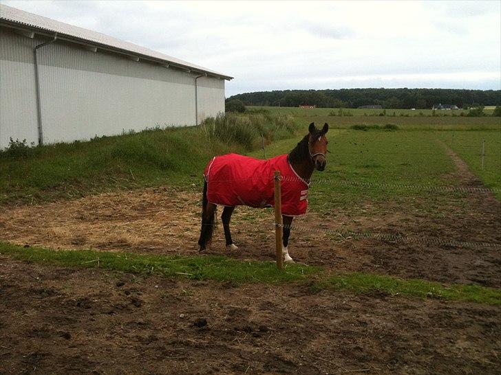 Arabisk fuldblod (OX) Aminhe billede 6