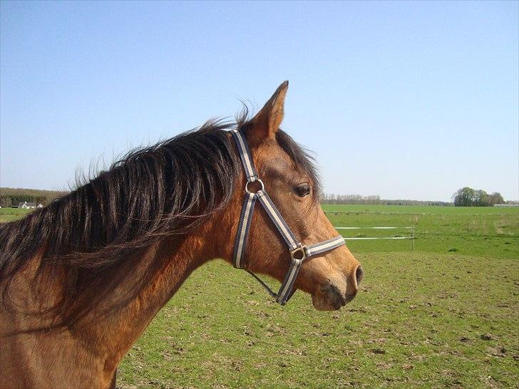 Arabisk fuldblod (OX) Aminhe billede 7