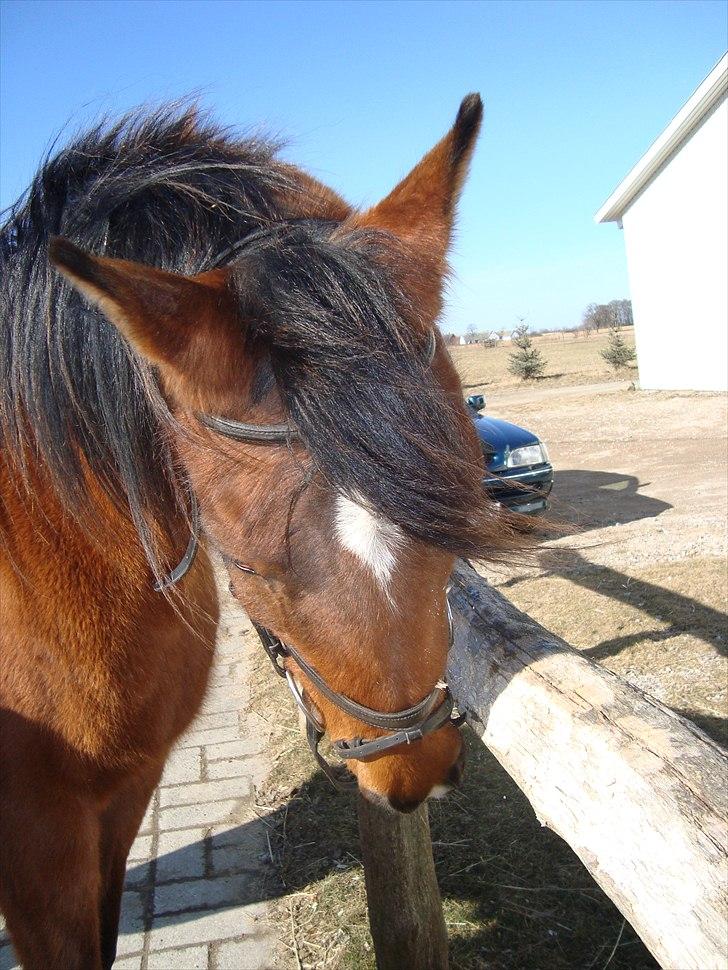 Arabisk fuldblod (OX) Aminhe billede 8