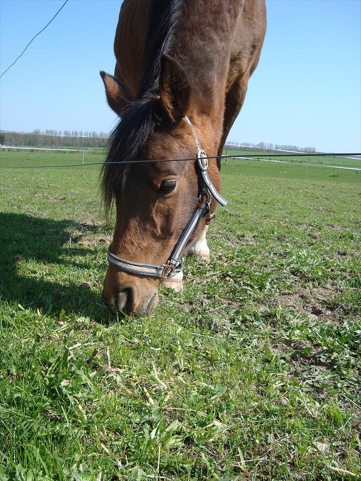 Arabisk fuldblod (OX) Aminhe billede 9