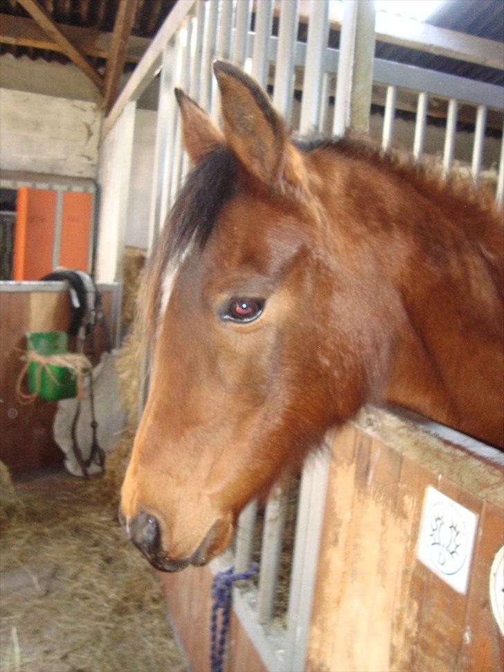 Arabisk fuldblod (OX) Aminhe billede 10