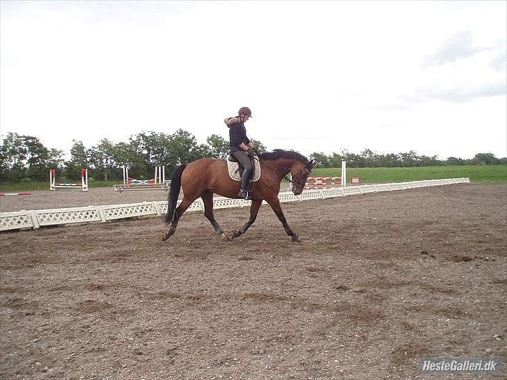 Dansk Varmblod Strandgårdens Cassiopeia SOLGT - Nyt den 24/6-2011 billede 10
