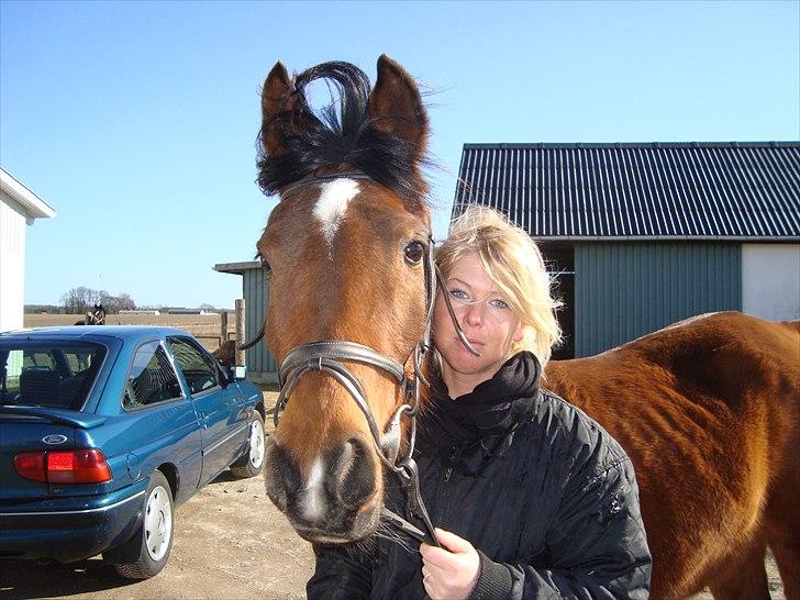 Arabisk fuldblod (OX) Aminhe billede 11